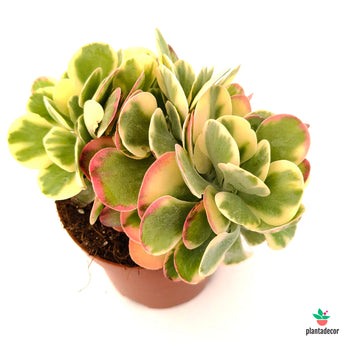 Kalanchoe Thyrsiflora "Tricolor"