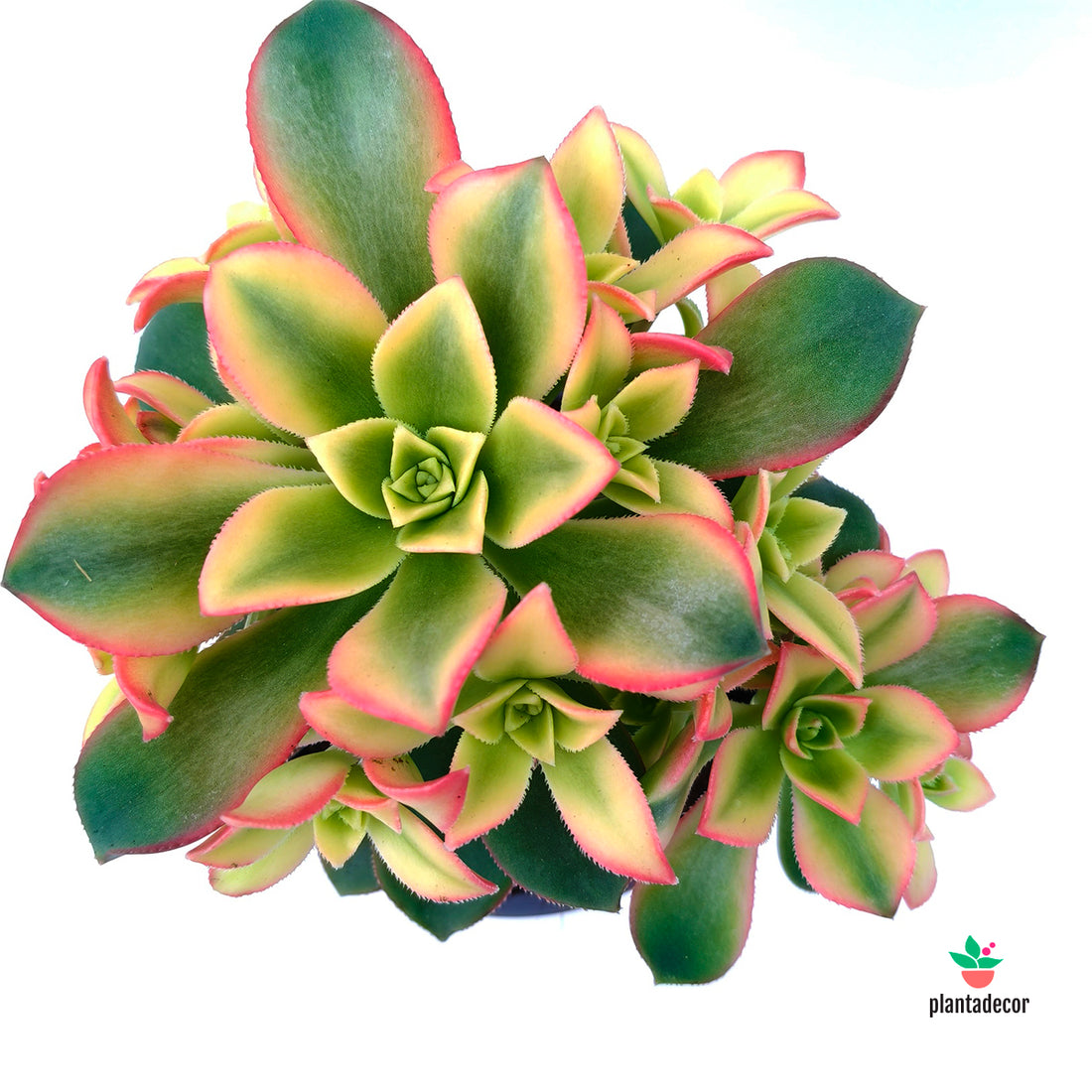 Aeonium Kiwi M-10,5