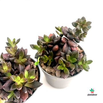 Lenopetalum Chocolate