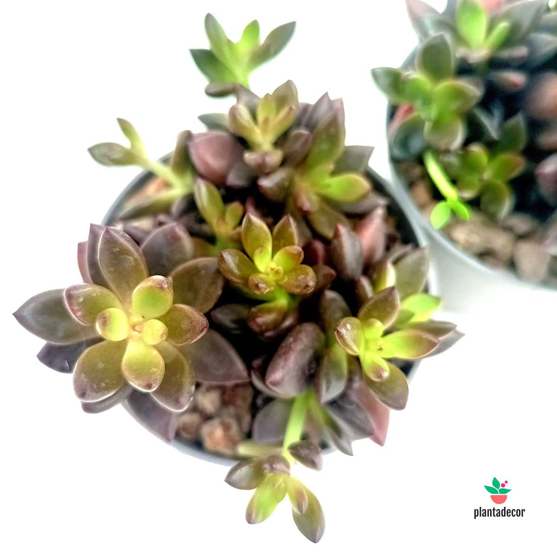Lenopetalum Chocolate