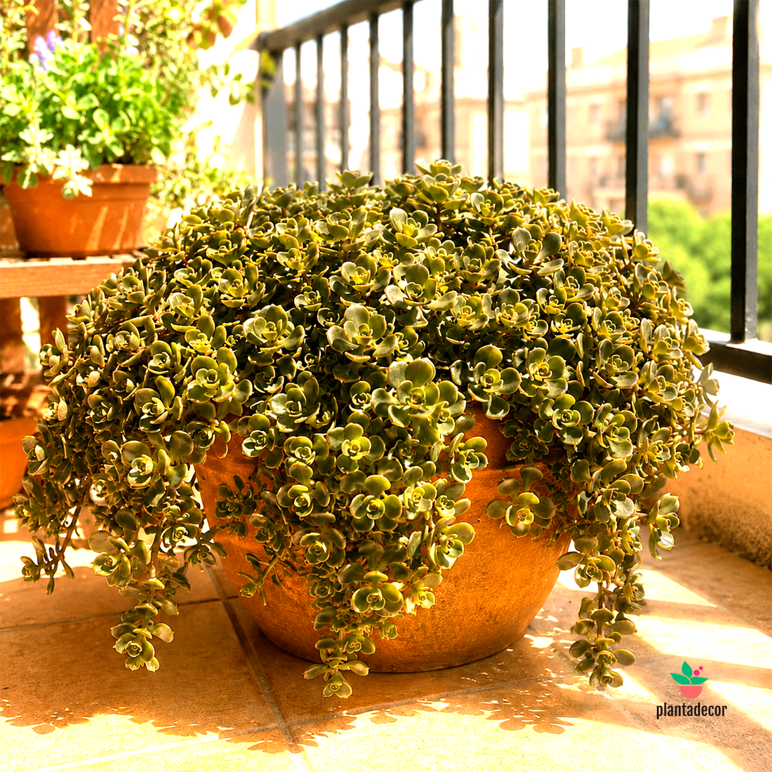 Sedum Makinoi
