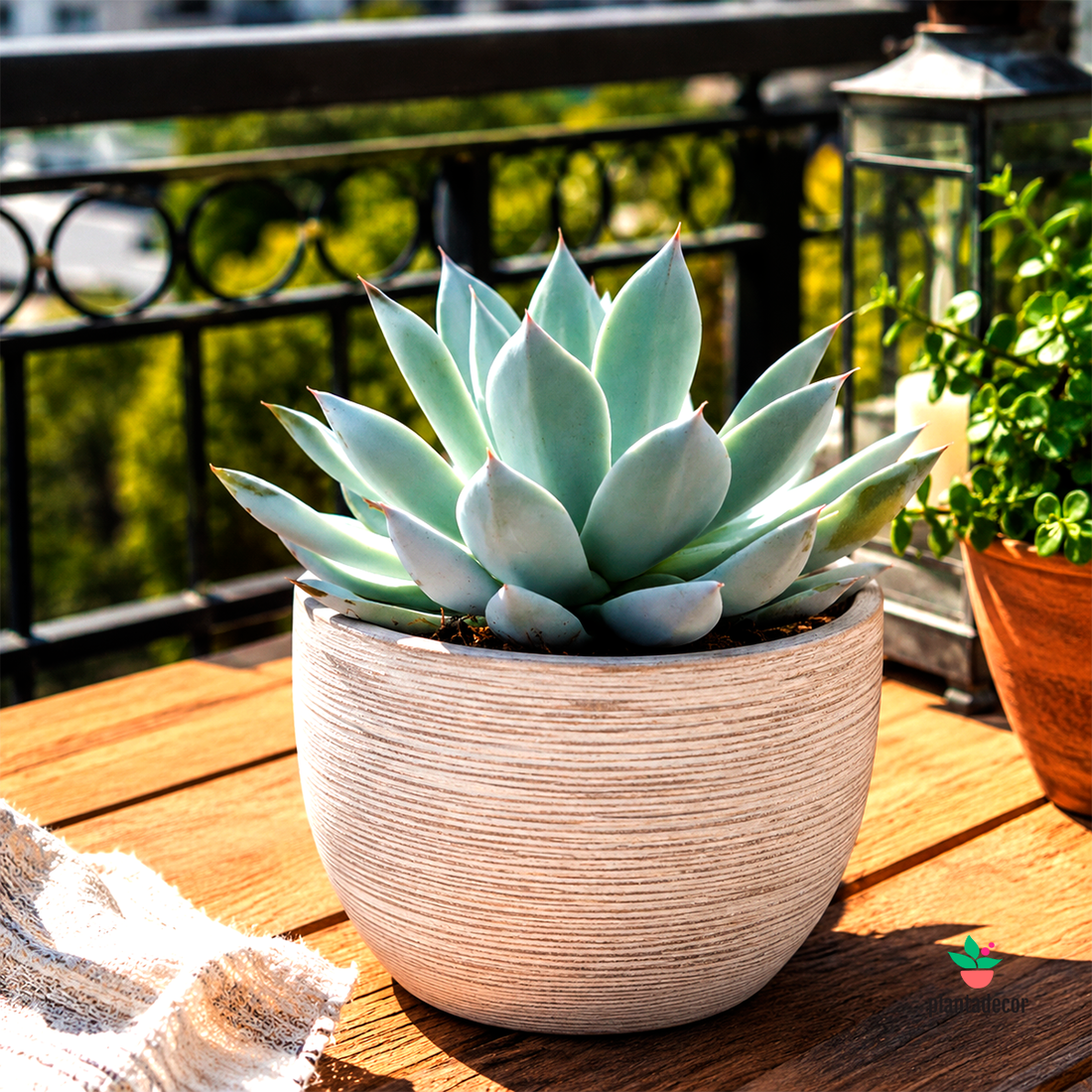 Echeveria Mexican Giant