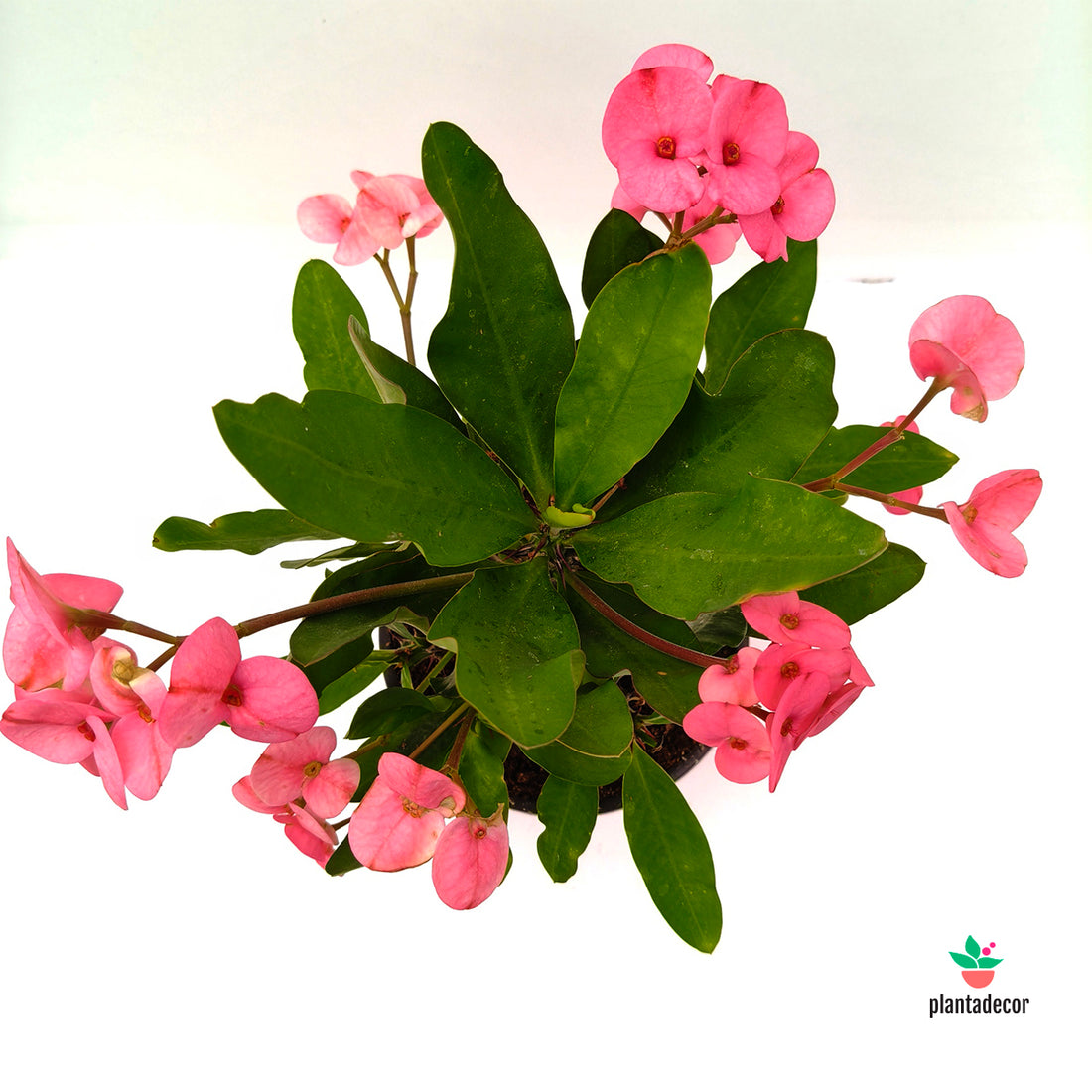 Euphorbia Milii "Rose"