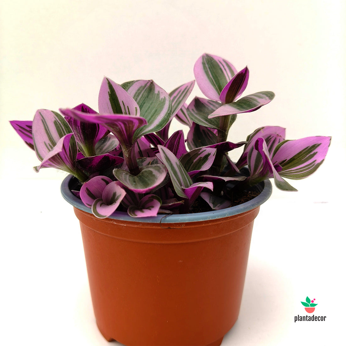 Tradescantia  "Nanouk" Cerinthoides