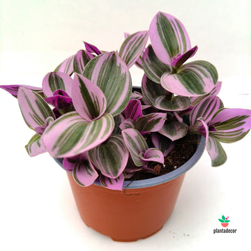 Tradescantia  "Nanouk" Cerinthoides