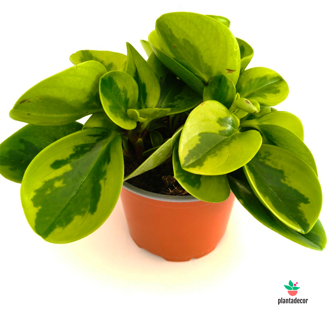 Peperomia Obtusifolia Obtipan