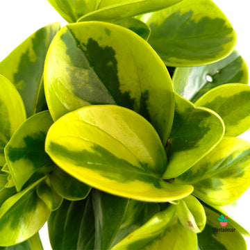 Peperomia Obtusifolia Obtipan