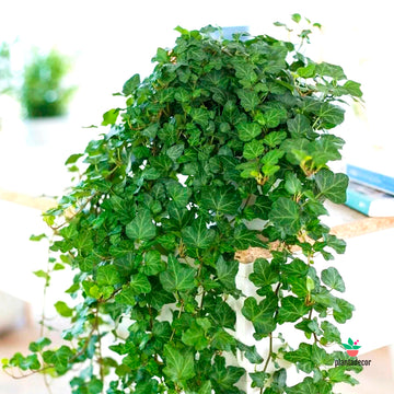 Hedera Helix Brigitte