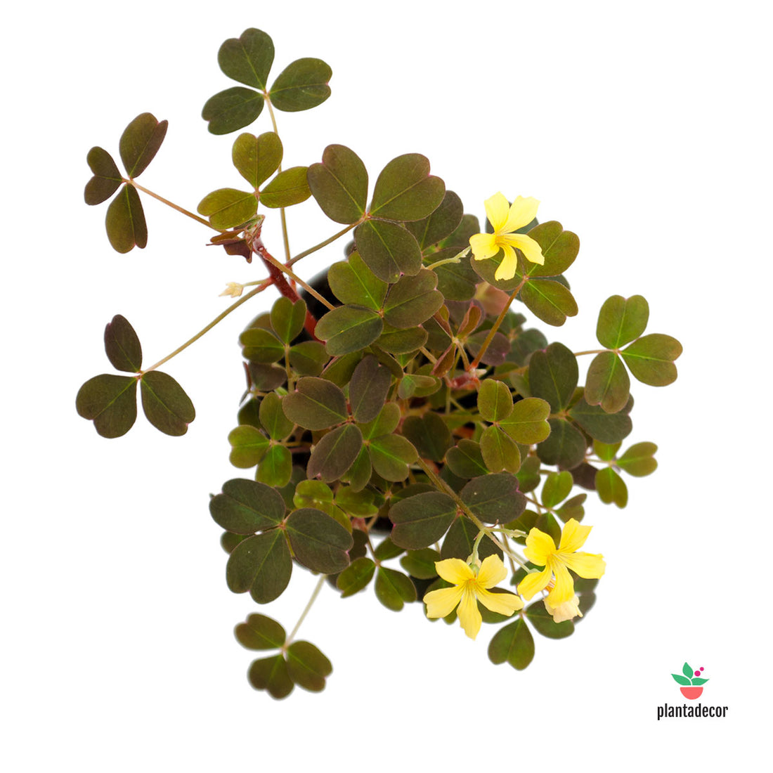 Oxalis Vulcanicola Sarma Bora comprar