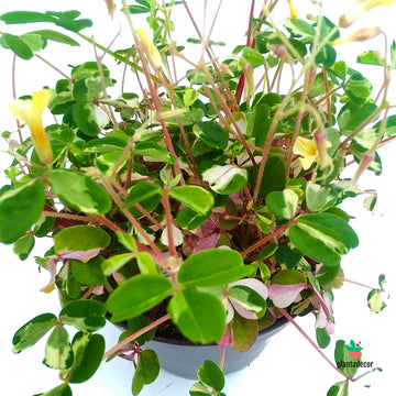 Oxalis Nordlys