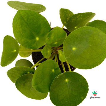 Pilea Peperomioides M-12