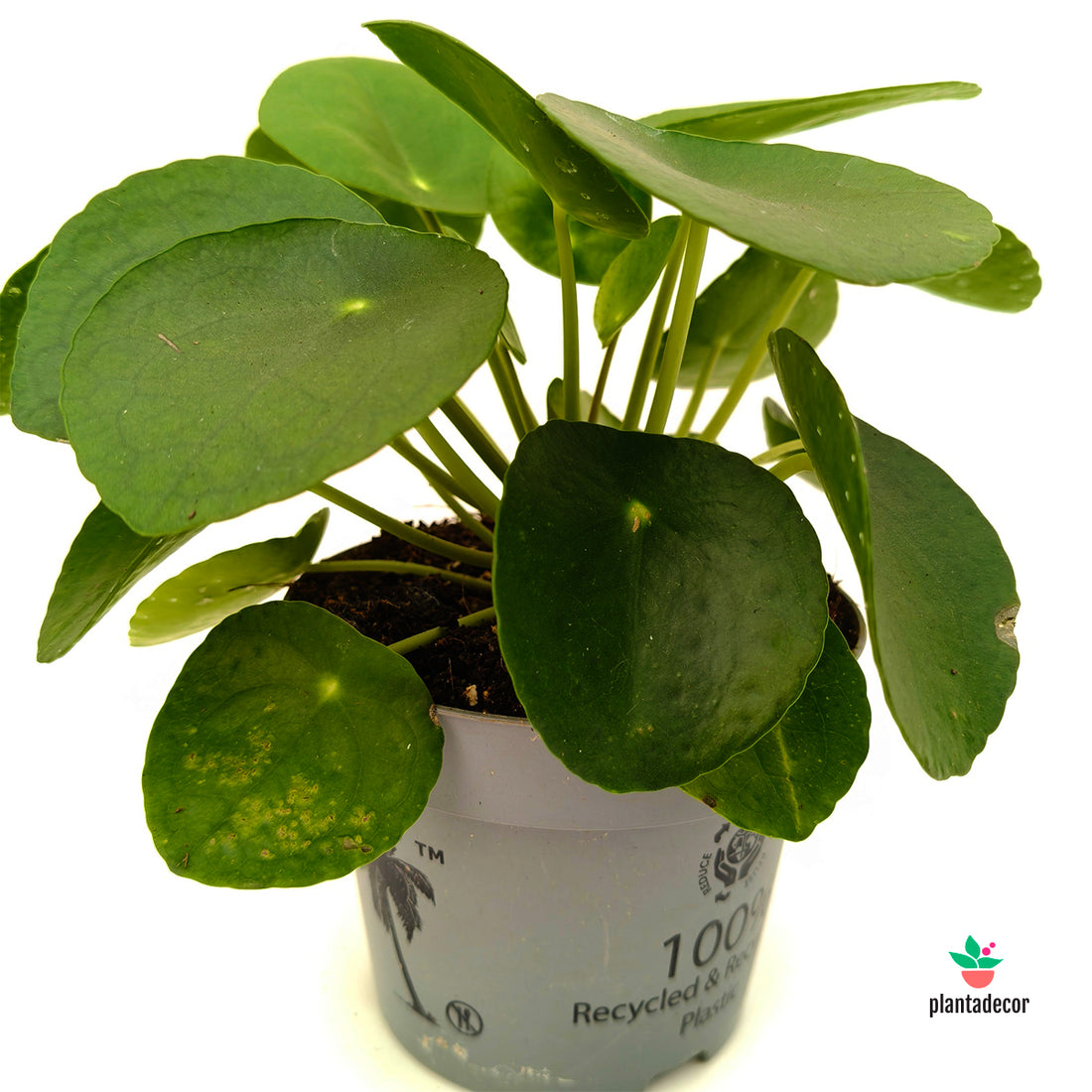 Pilea Peperomioides M-12