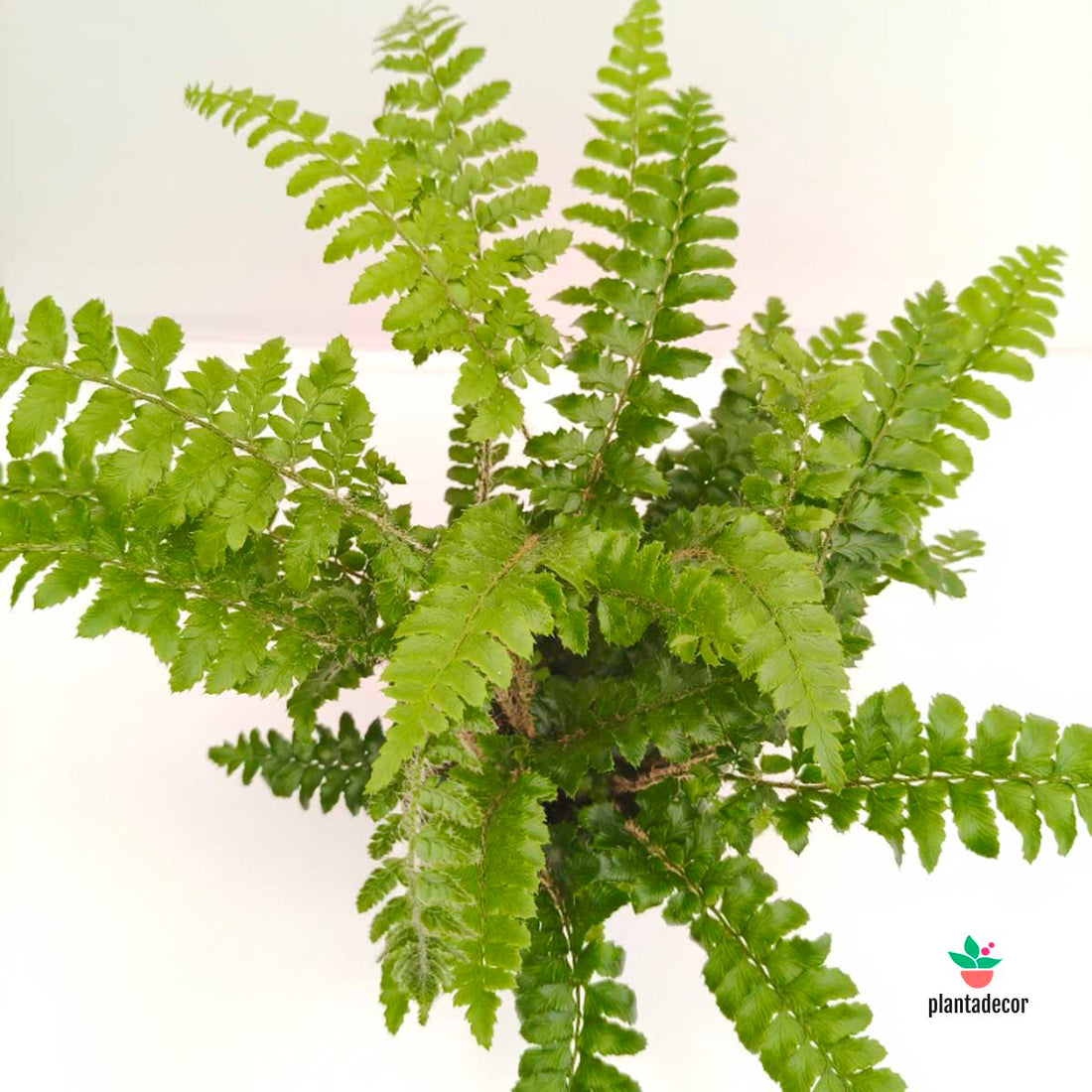 Polystichum Polyblepharum