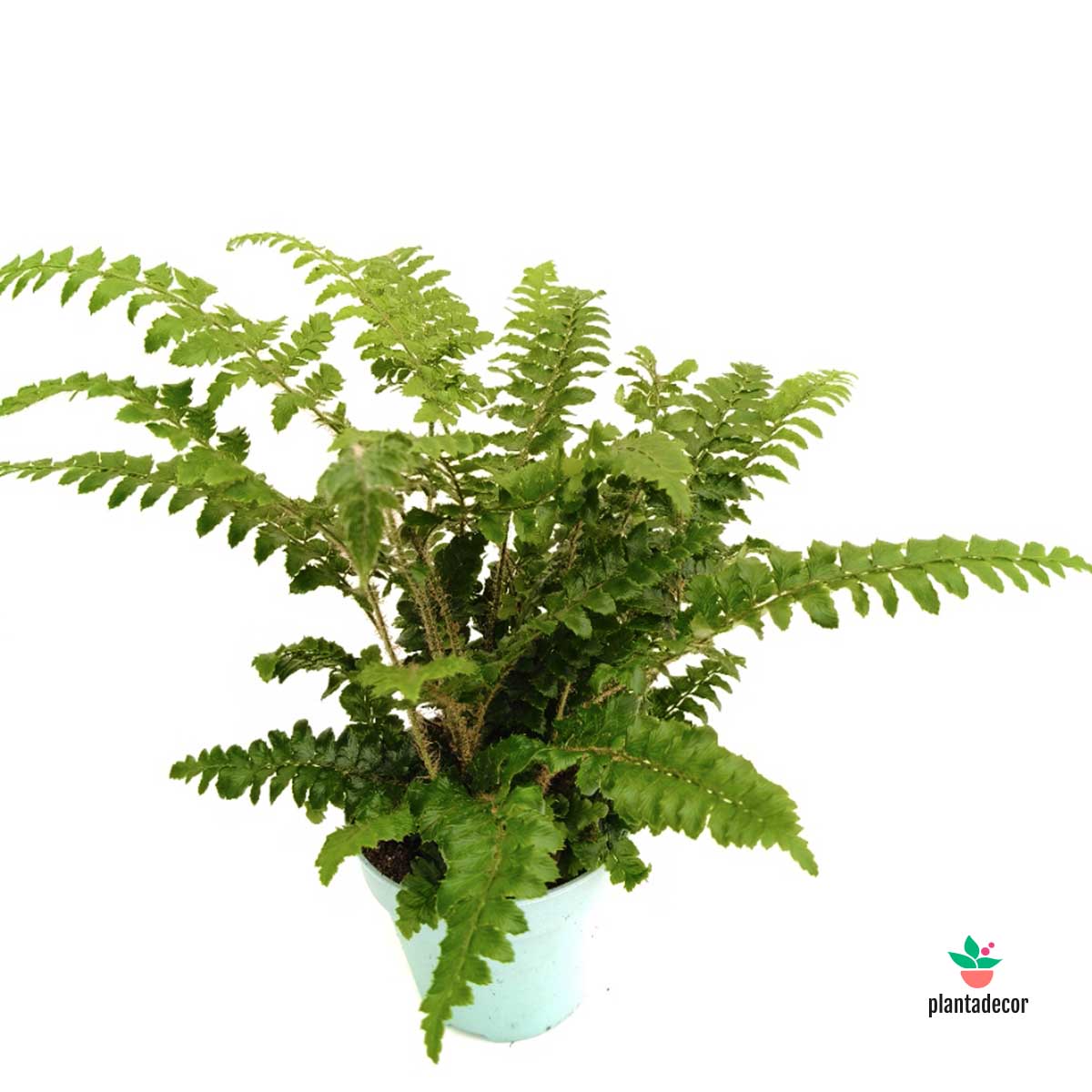 Polystichum Polyblepharum