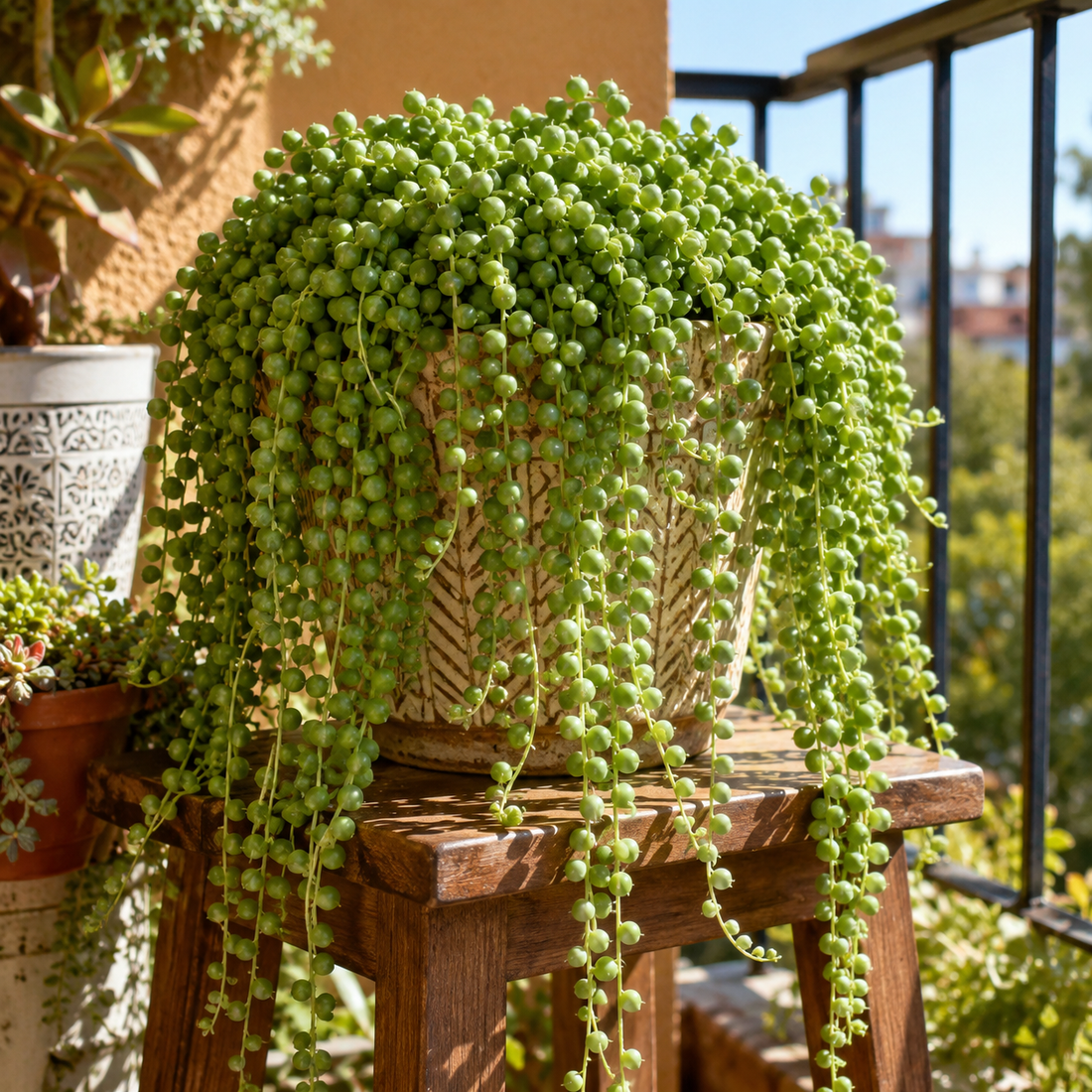 Senecio Rowleyanus Mini