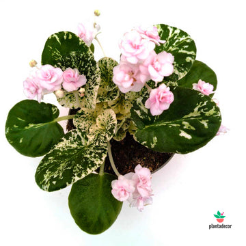 SaintPaulia Variegated Double