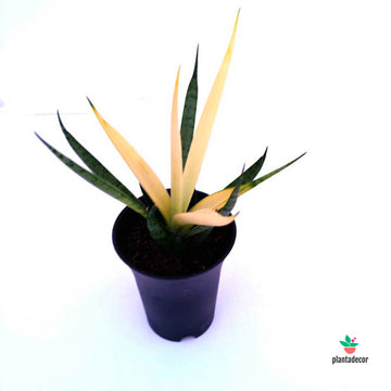 Sanseviera Comet Chrysanta Lemon