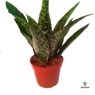 Sansevieria Aubrityana