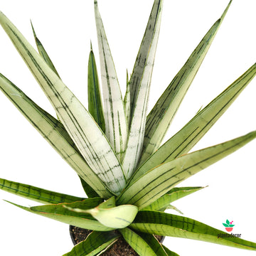 Sansevieria Comet Queen Marbel