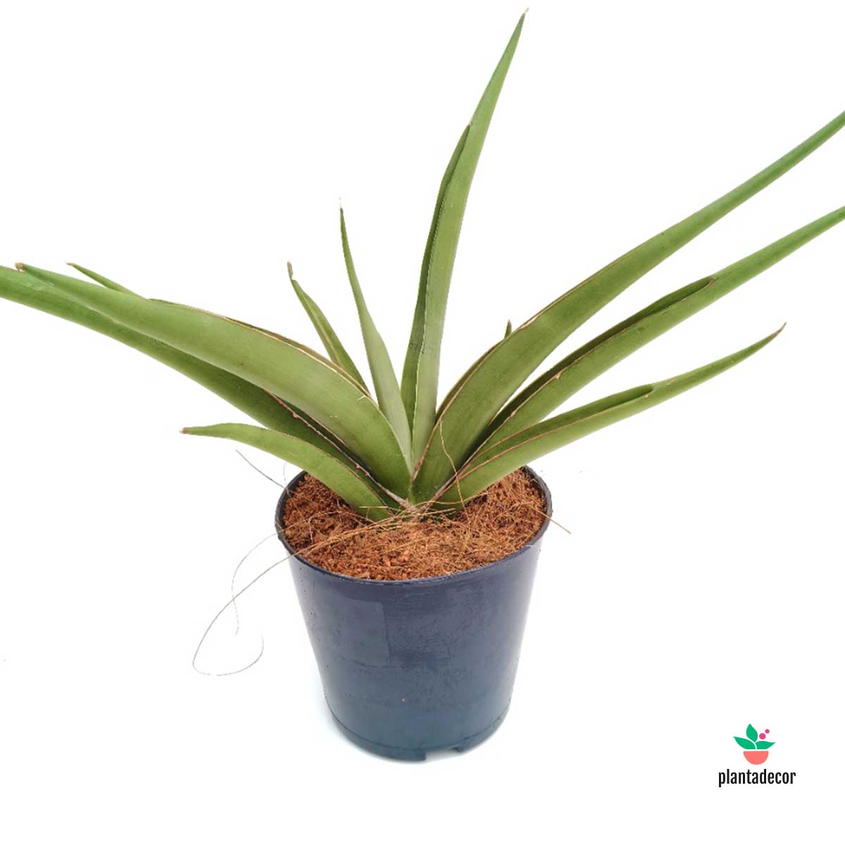 Sanseviera Silver Syreni