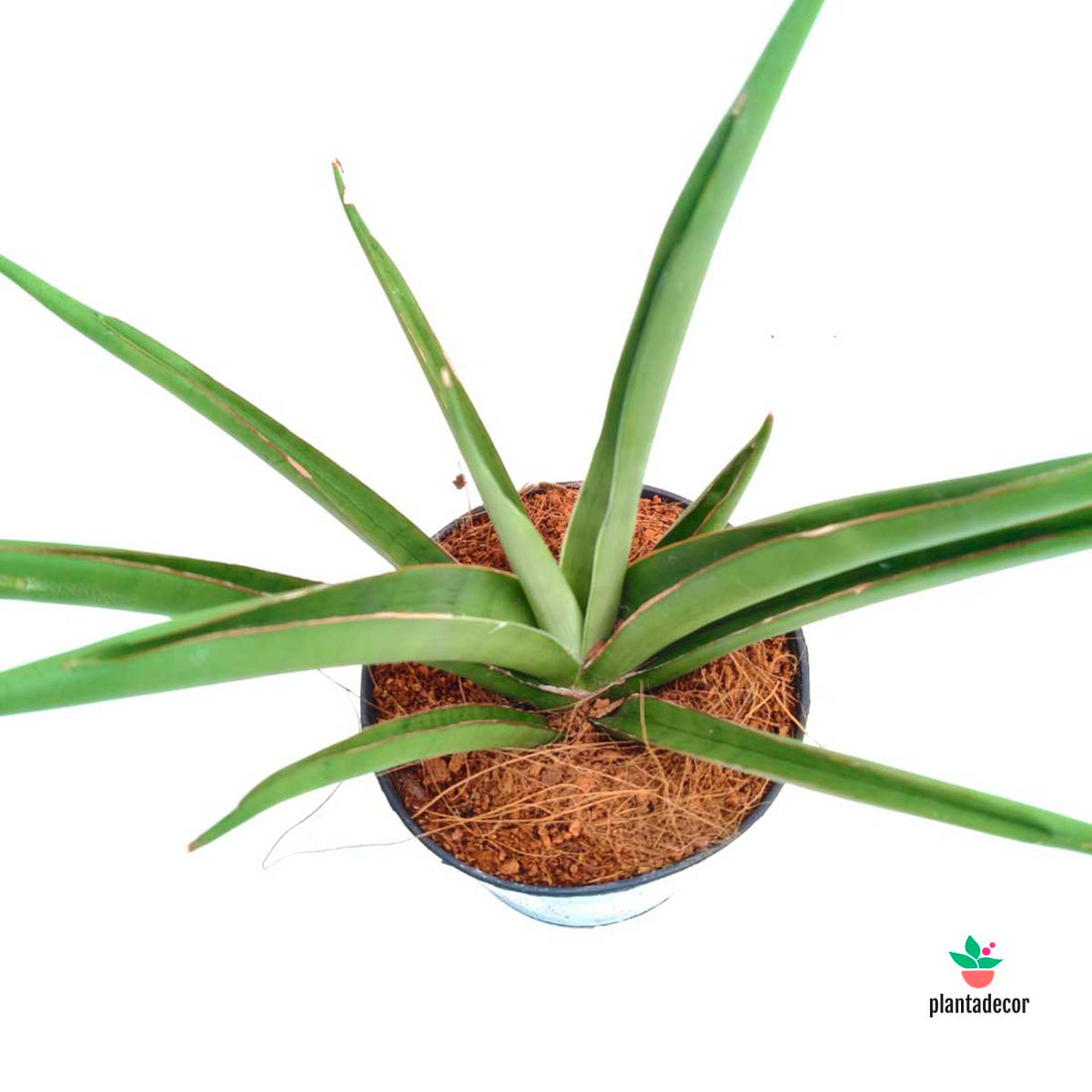 Sanseviera Silver Syreni