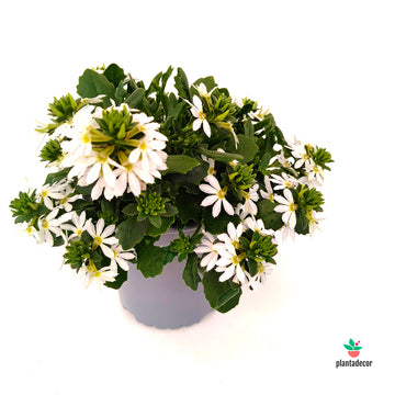Scaevola White