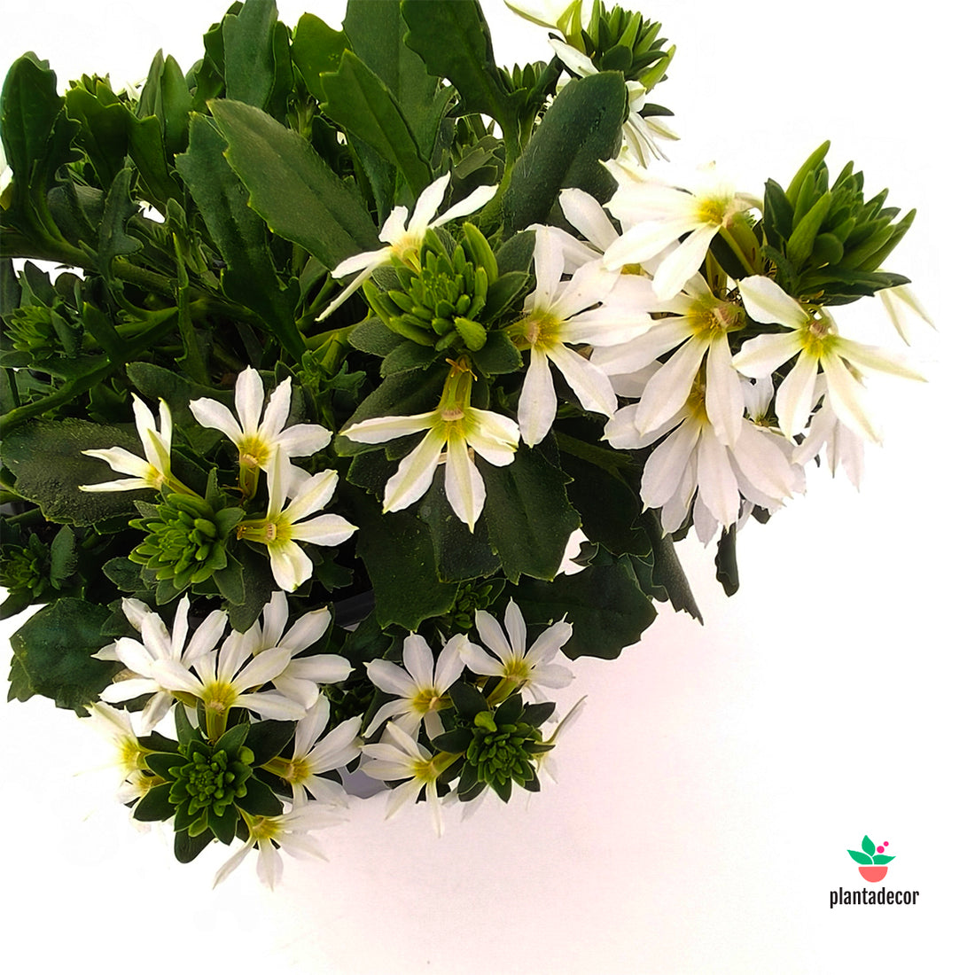Scaevola White