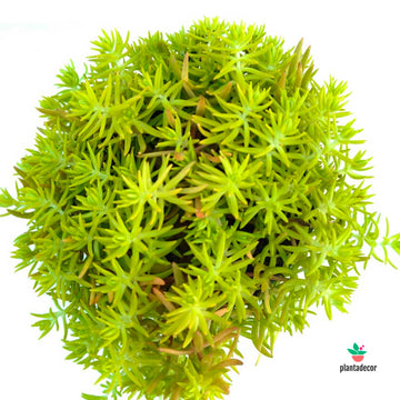Sedum Kent Belle
