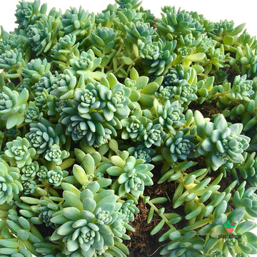 Sedum Dasyphyllum Silver Rose