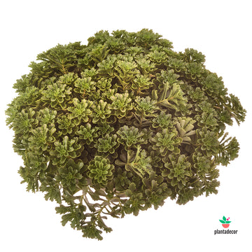 Sedum Floriferum