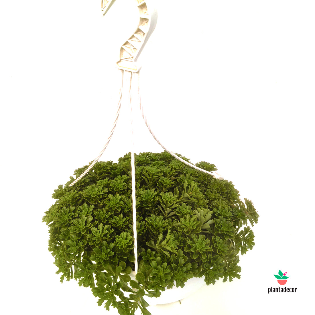 Sedum Floriferum