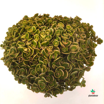 Sedum Makinoi