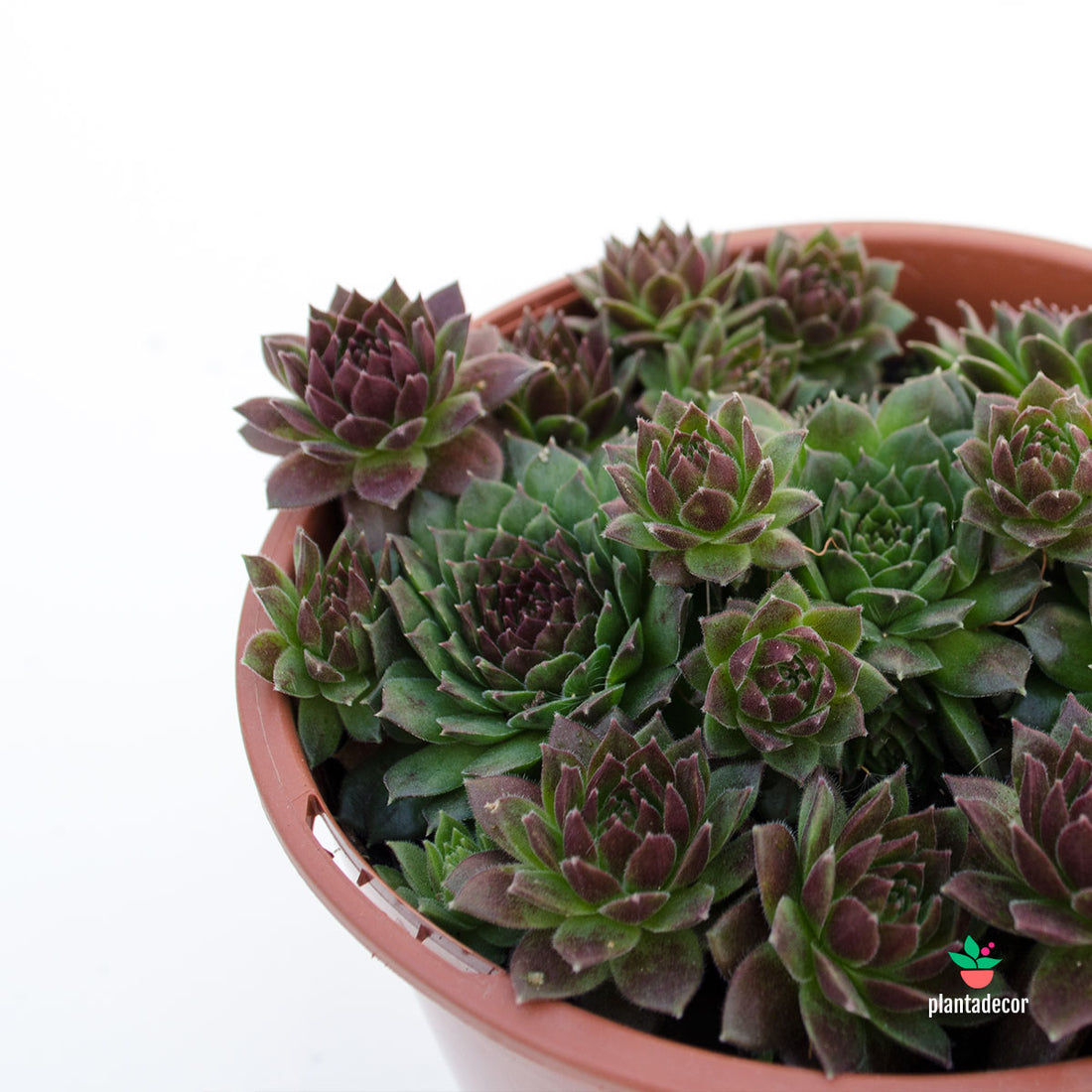 Sempervivum Coral Red