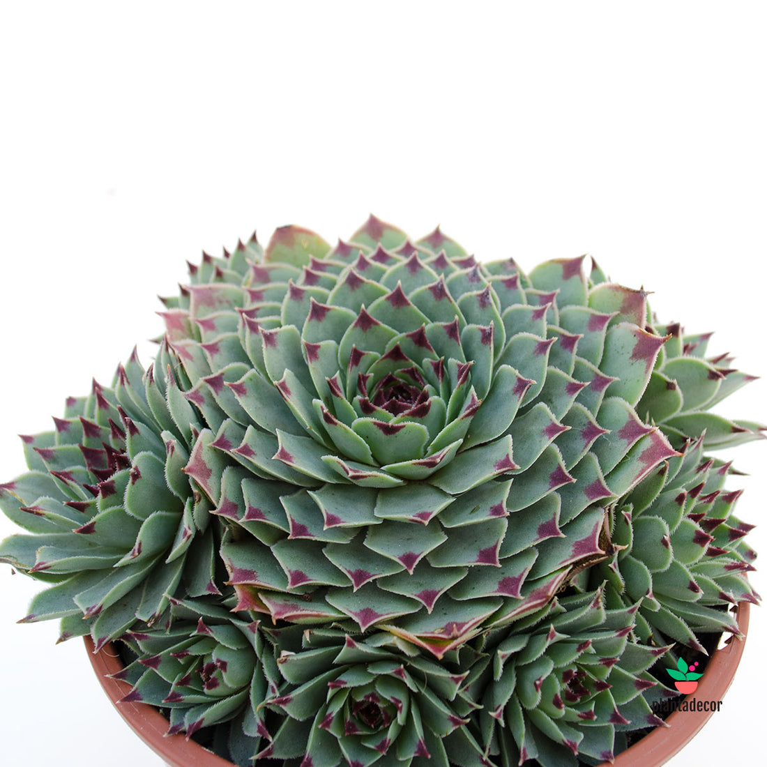 Sempervivum Greenii