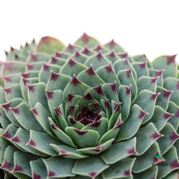 Sempervivum Greenii