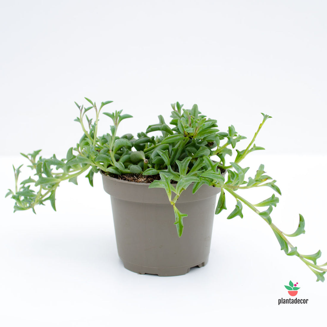 Senecio Peregrinus M-8,5