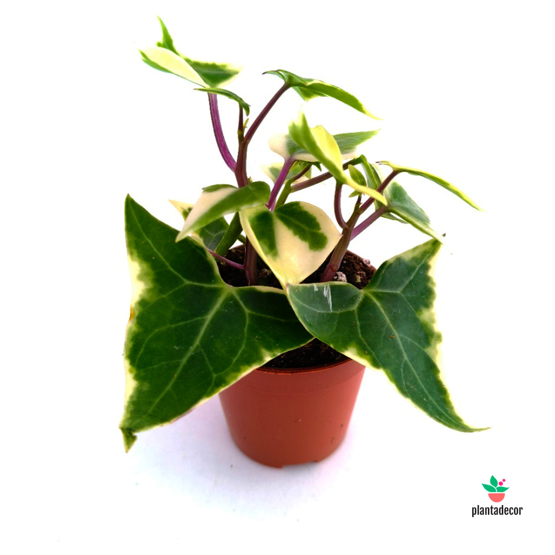 Senecio Macro. Variegatus