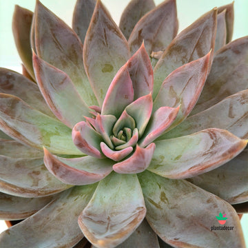 Echeveria Silver Queen