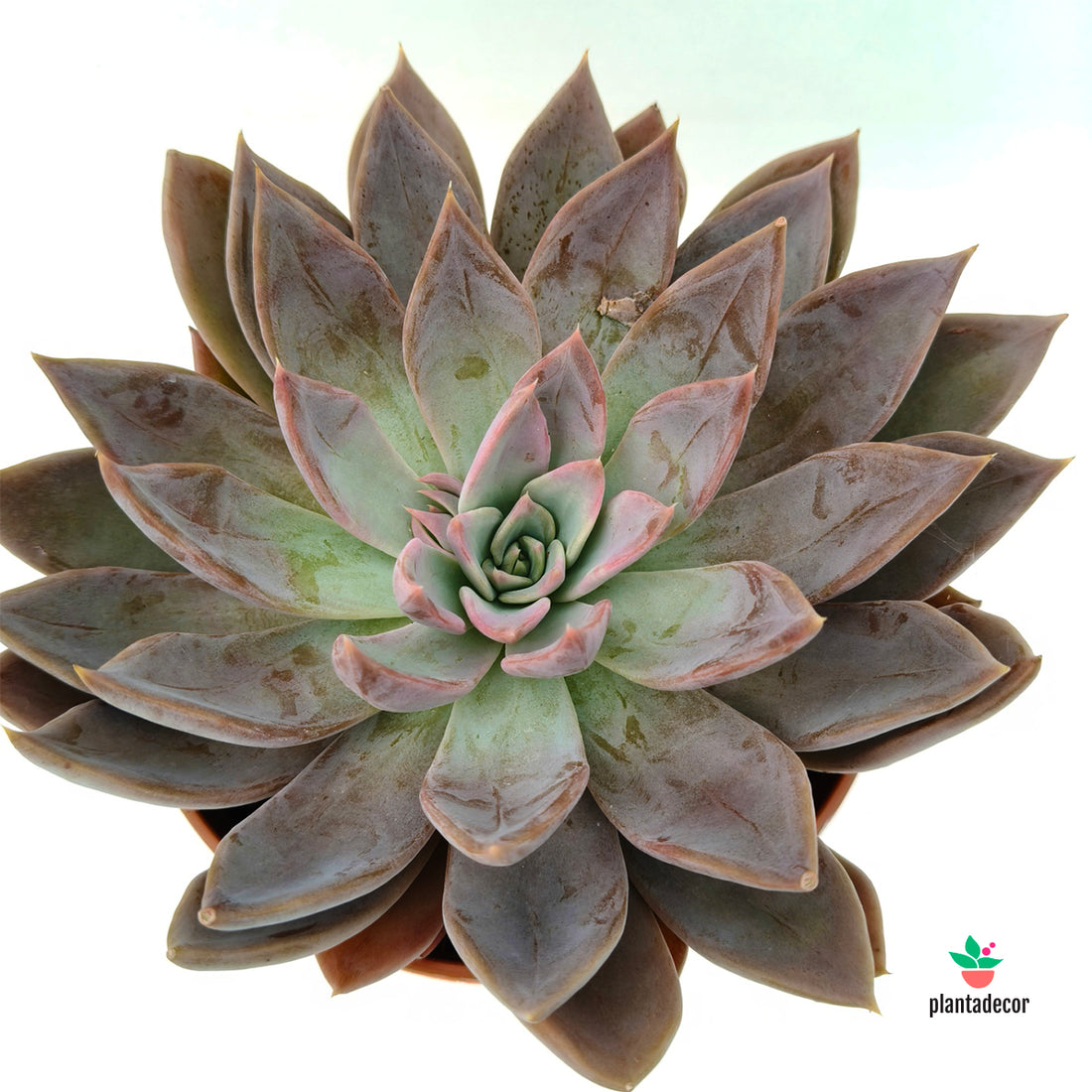 Echeveria Silver Queen
