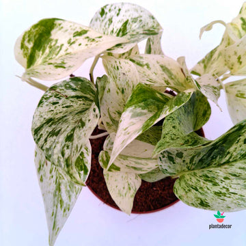 Epipremnum "Snow Leopard"