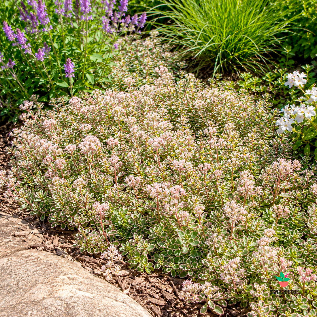 Sedum Spurium Tricolor