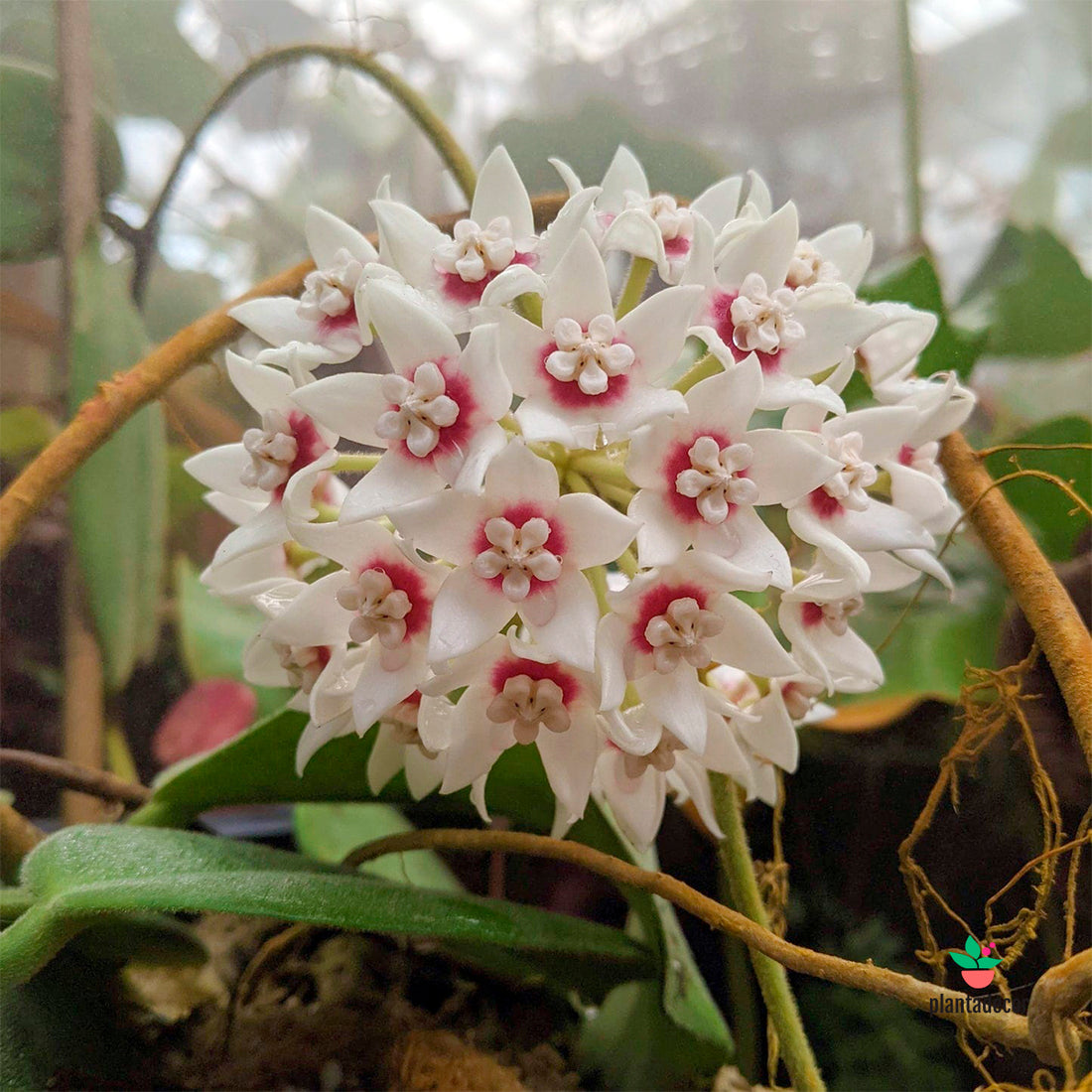 Hoya Calycina Stargazer