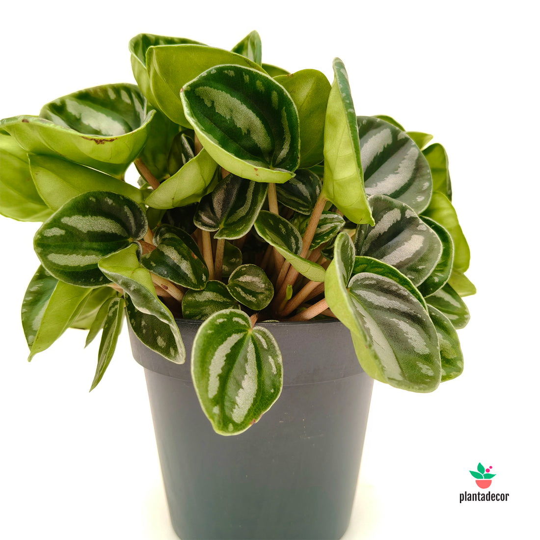 Peperomia Star Fruit