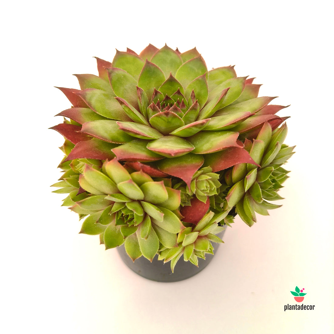 Sempervivum Stockholm