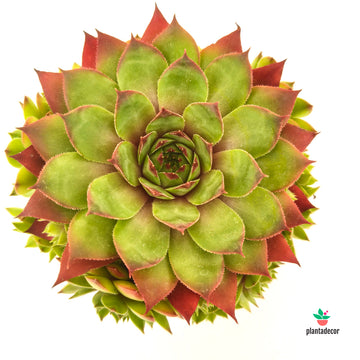 Sempervivum Stockholm