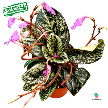 Streptocarpus Michaelmoelleria Vietnamensis