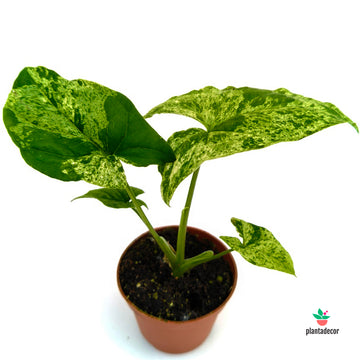 Syngonium Mojito