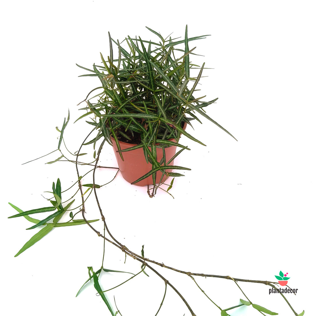 Trachelospermum Asiaticum 'Theta'