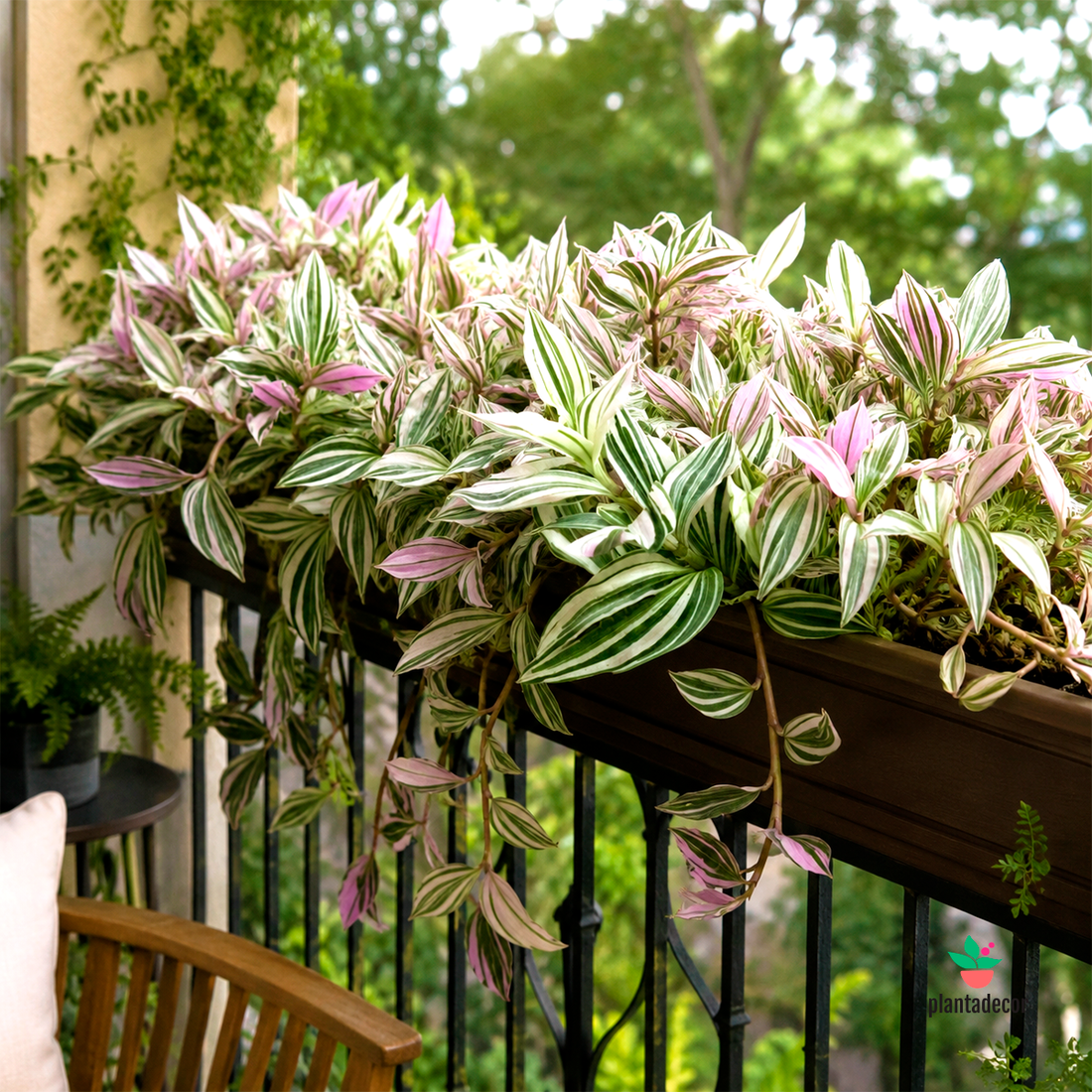 Tradescantia Unicorn M-7