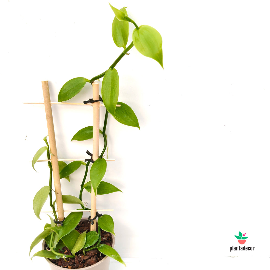 Orquidea Vanilla Planifolia
